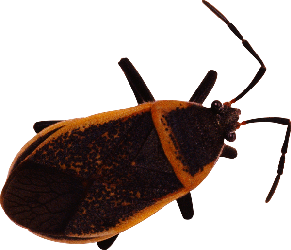 BUG Free PNG Image Download 29