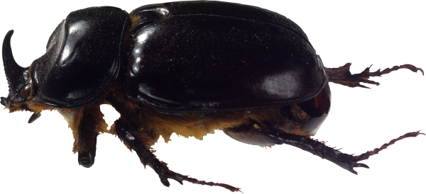 BUG Free PNG Image Download 3