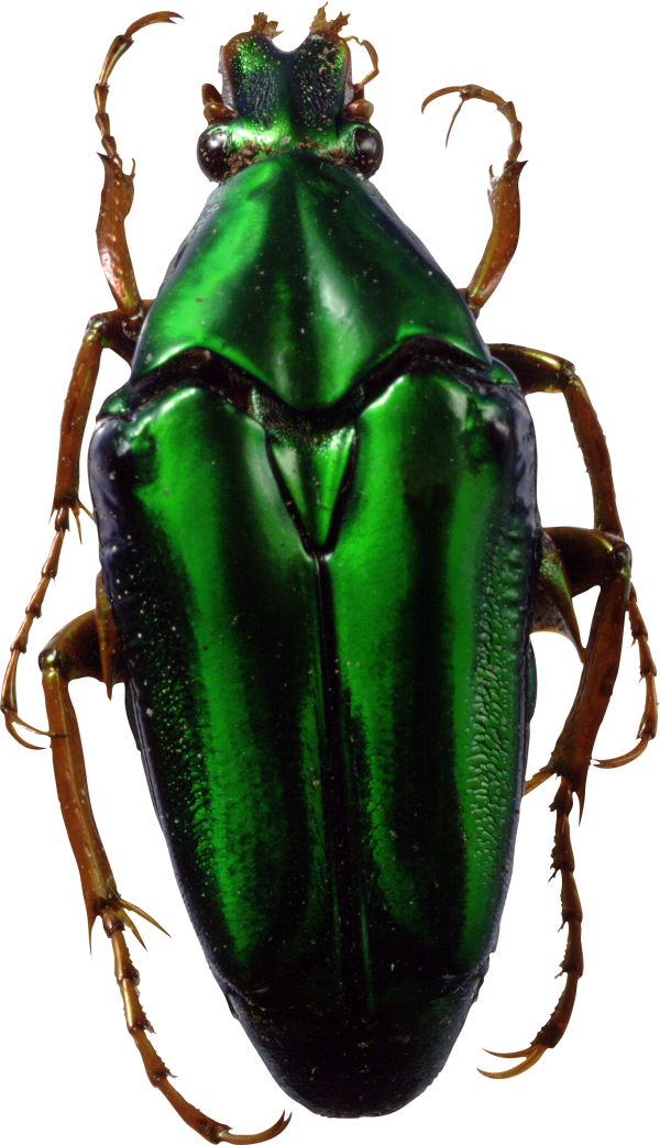 BUG Free PNG Image Download 30