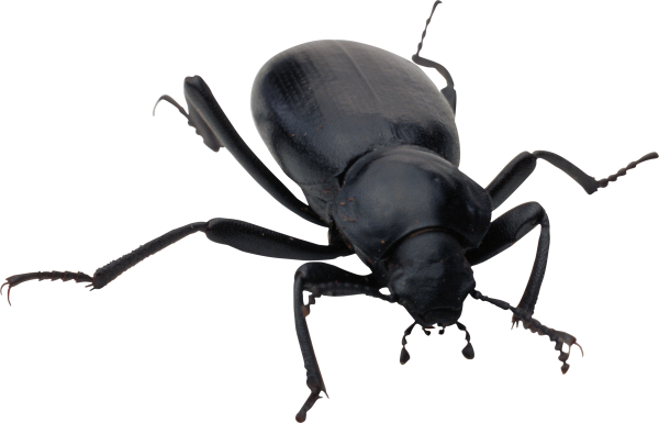 BUG Free PNG Image Download 31