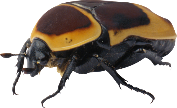 BUG Free PNG Image Download 32
