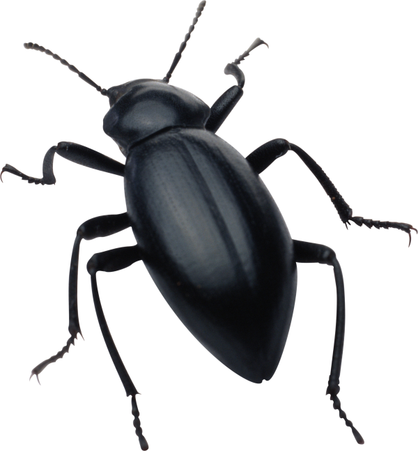 BUG Free PNG Image Download 33