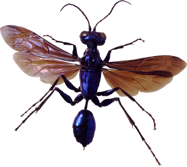 BUG Free PNG Image Download 4