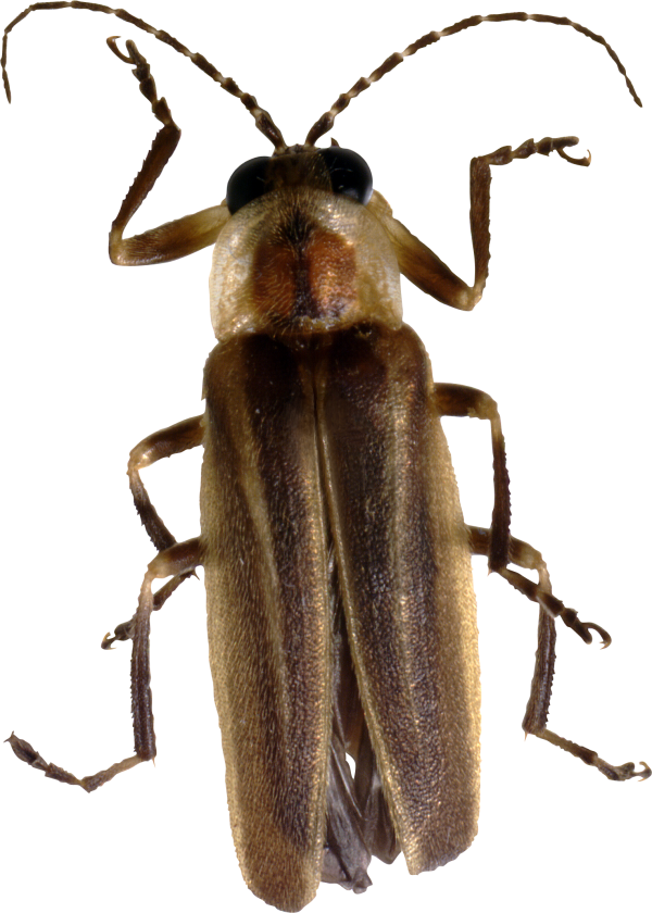 BUG Free PNG Image Download 5