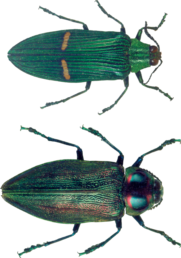 BUG Free PNG Image Download 6