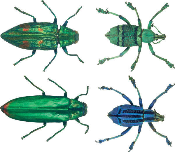 BUG Free PNG Image Download 7
