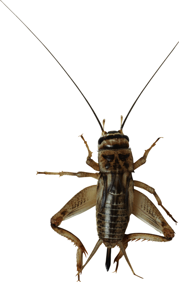 BUG Free PNG Image Download 8
