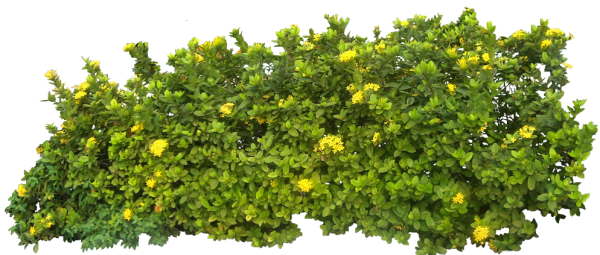 Bush PNG free Image Download 10