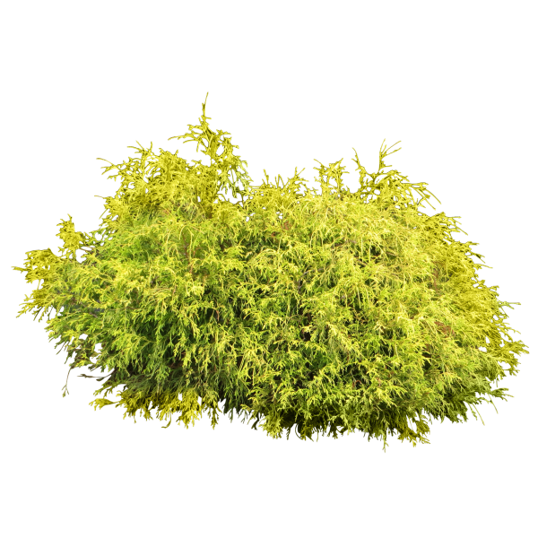Bush PNG free Image Download 11