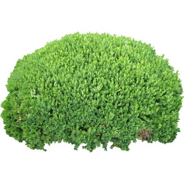 Bush PNG free Image Download 12