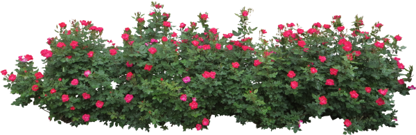 Bush PNG free Image Download 13