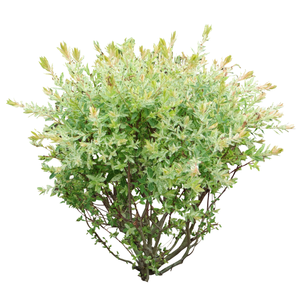 Bush PNG free Image Download 14