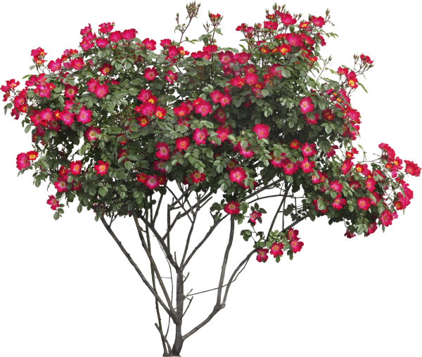 Bush PNG free Image Download 15