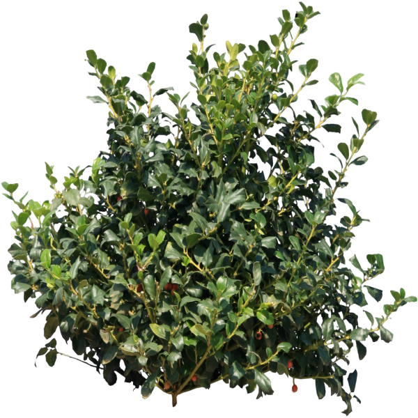 Bush PNG free Image Download 16