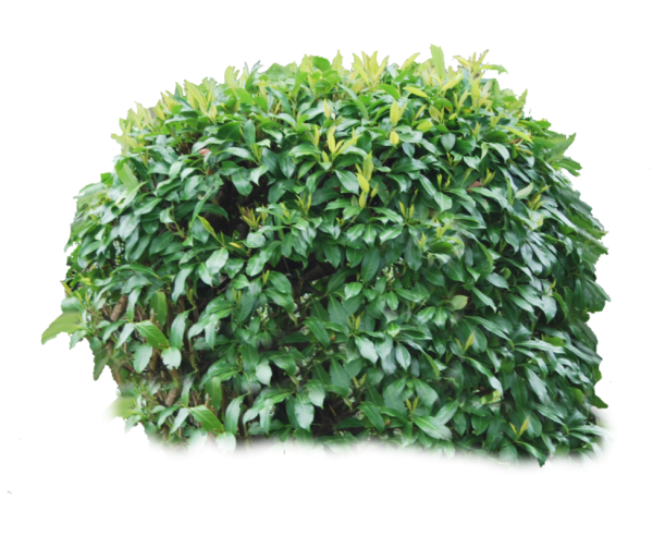Bush PNG free Image Download 17