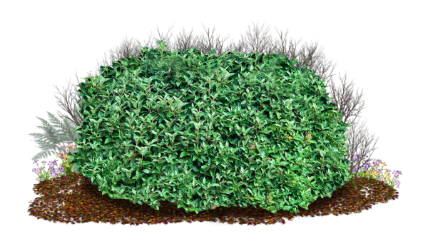 Bush PNG free Image Download 18