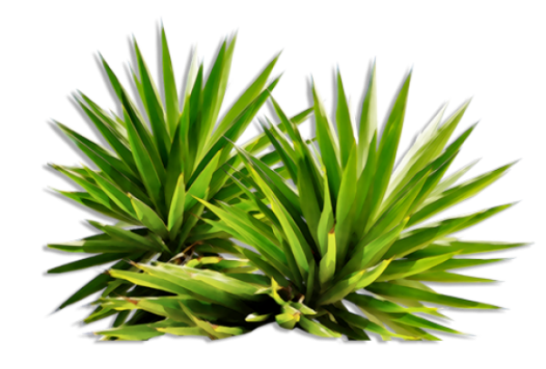Bush PNG free Image Download 19