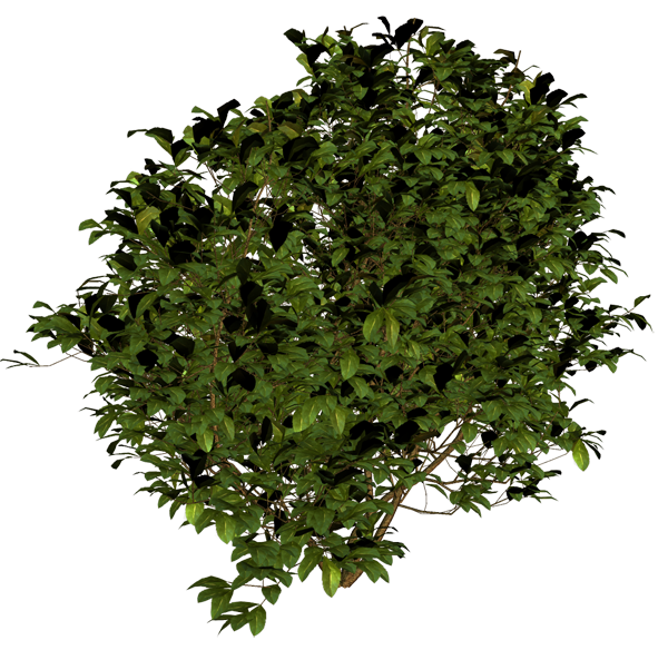 Bush PNG free Image Download 2