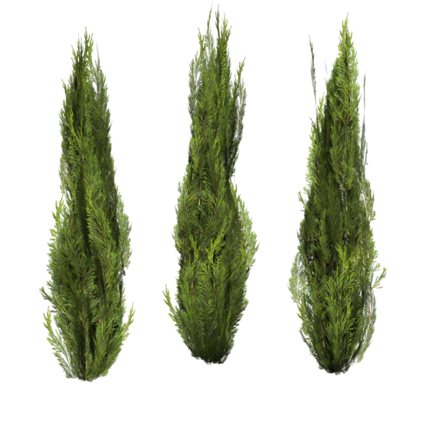 Bush PNG free Image Download 20