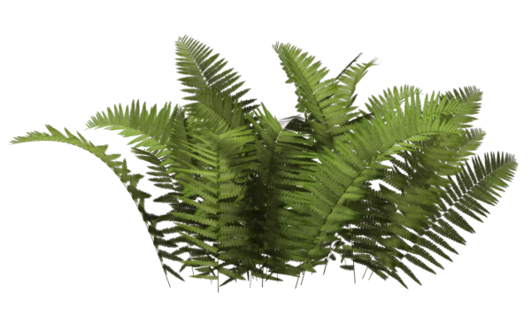 Bush PNG free Image Download 21