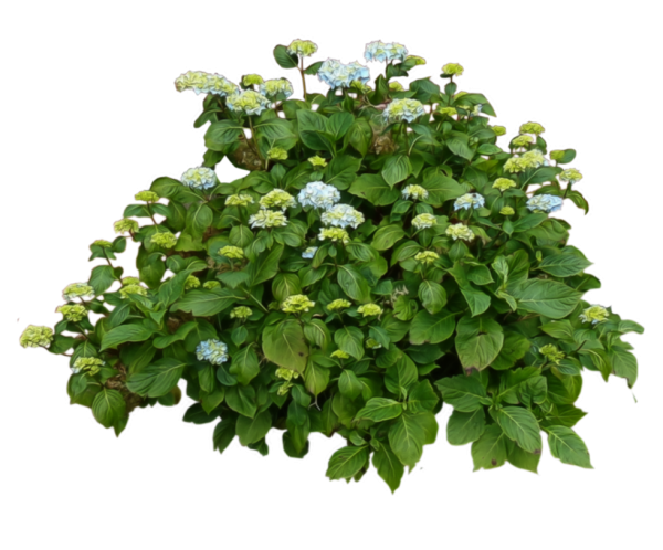 Bush PNG free Image Download 22
