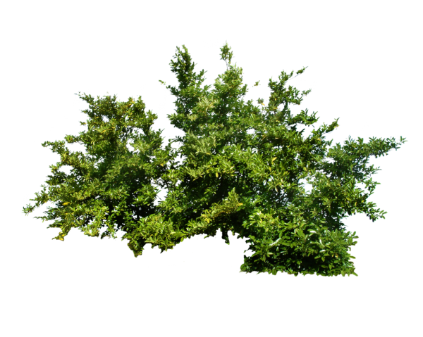 Bush PNG free Image Download 24