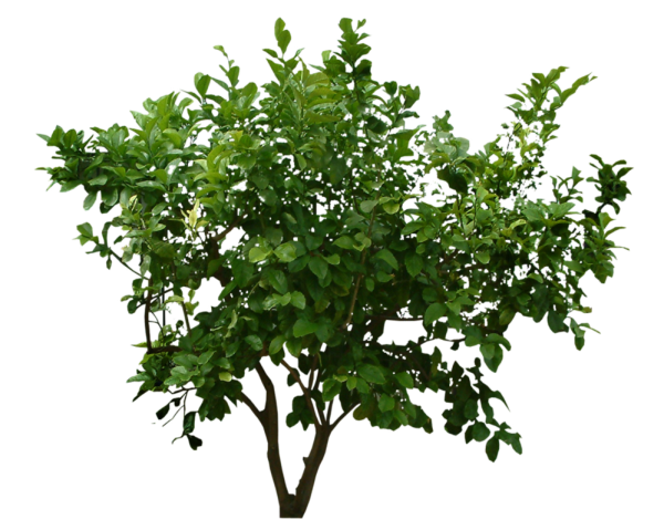 Bush PNG free Image Download 25