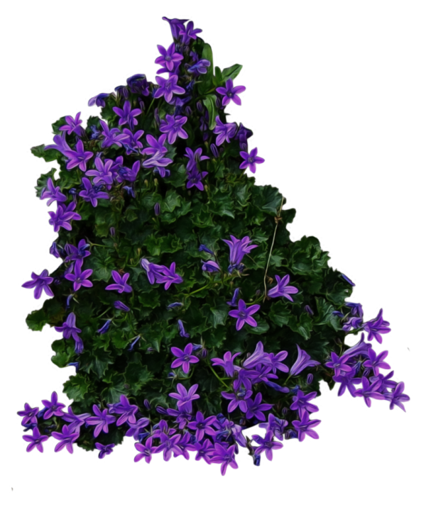 Bush PNG free Image Download 27