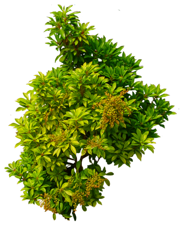 Bush PNG free Image Download 28
