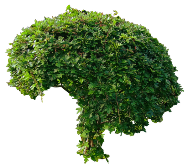 Bush PNG free Image Download 29