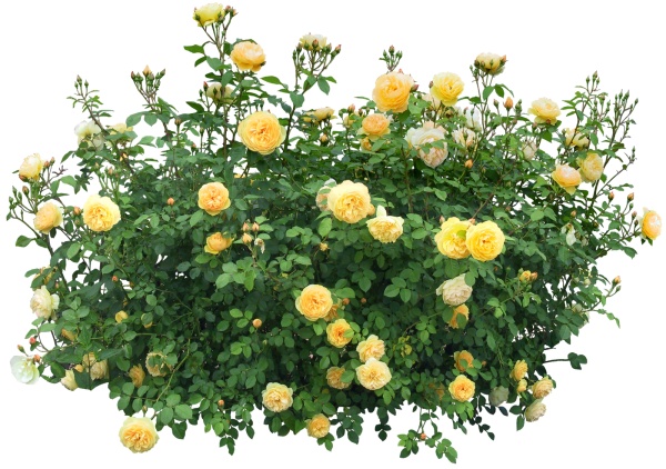 Bush PNG free Image Download 3