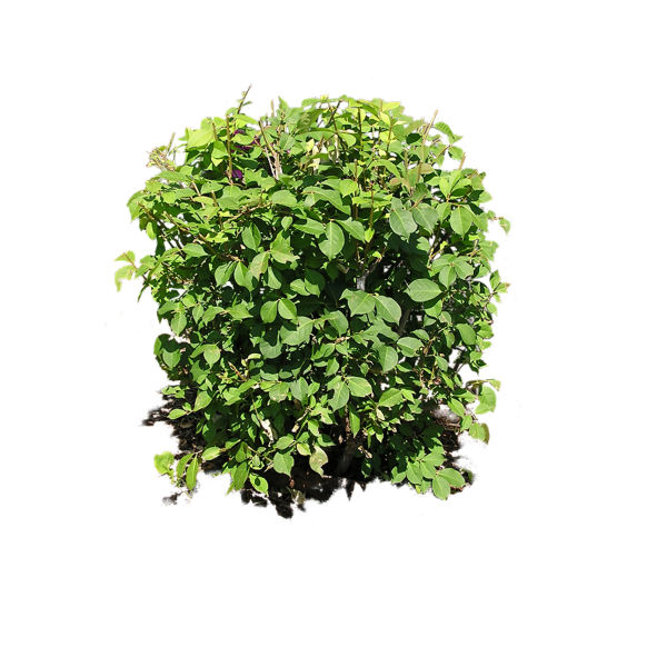 Bush PNG free Image Download 30