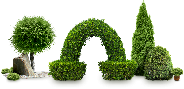Bush PNG free Image Download 31