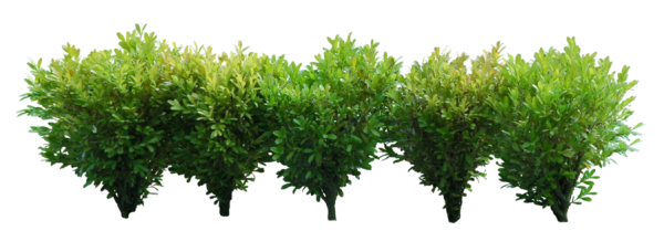 Bush PNG free Image Download 4