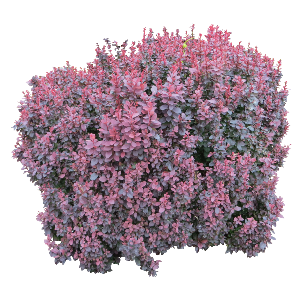 Bush PNG free Image Download 5