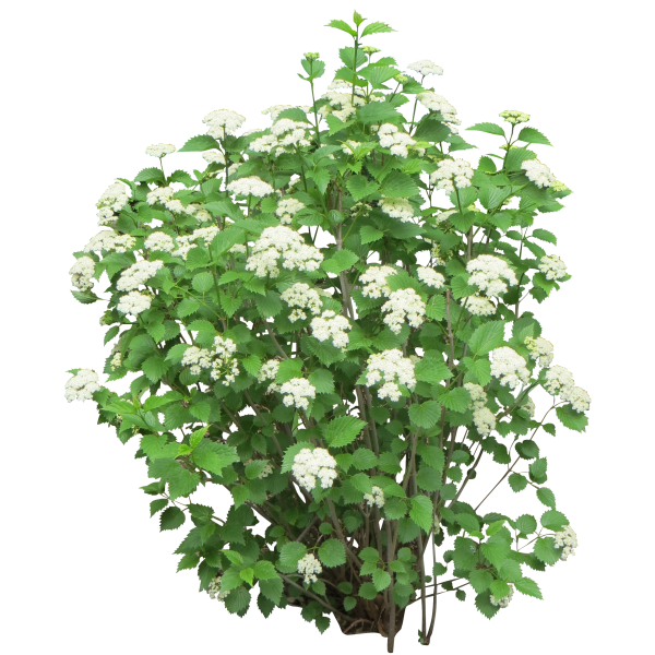 Bush PNG free Image Download 6