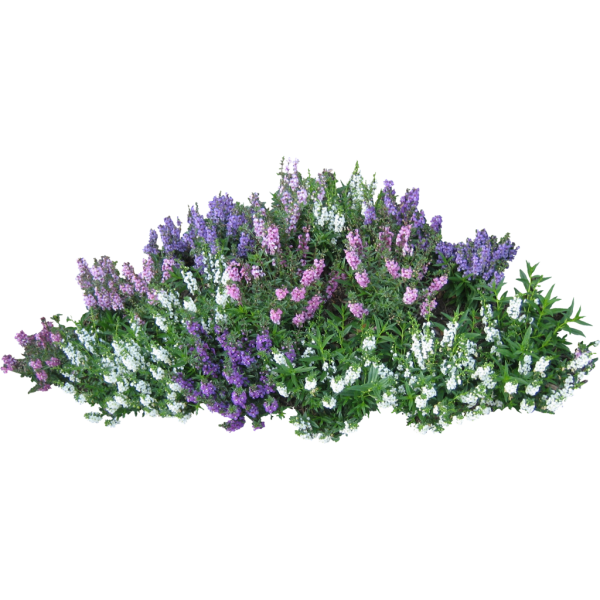 Bush PNG free Image Download 7
