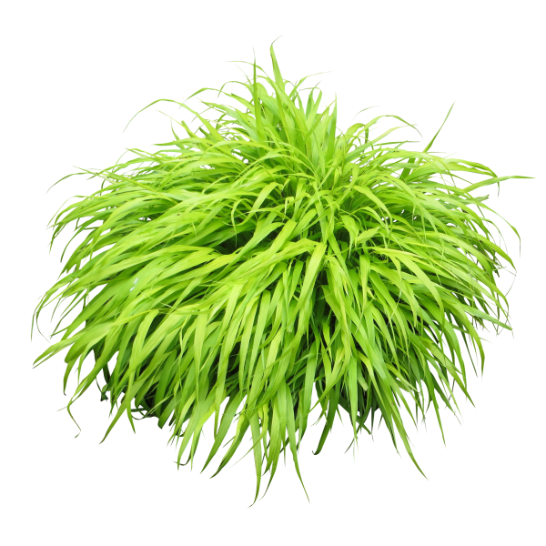 Bush PNG free Image Download 8