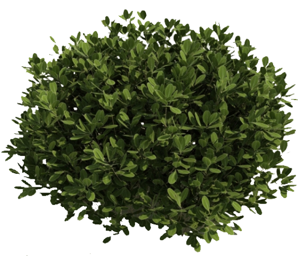 Bush PNG free Image Download 9