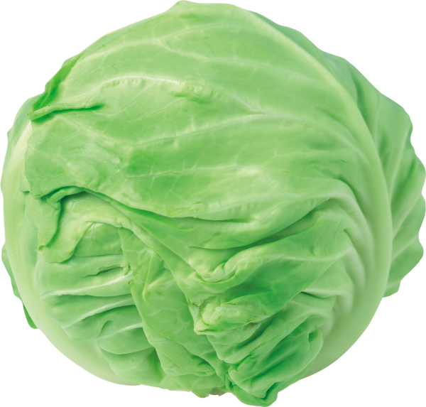 Cabbage PNG free Image Download 1