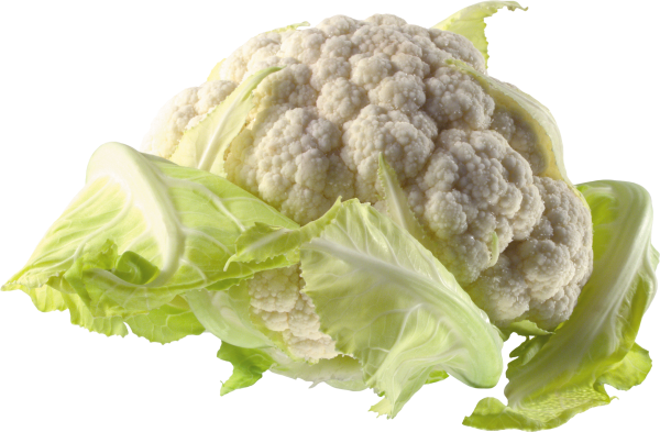 Cabbage PNG free Image Download 14