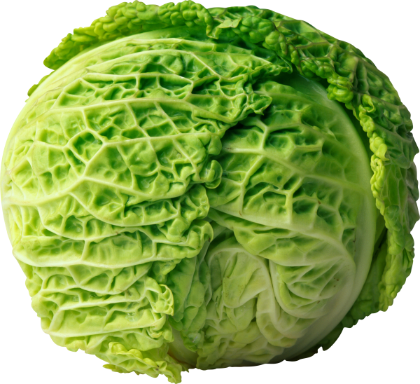 Cabbage PNG free Image Download 31