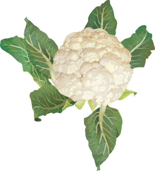 Cabbage PNG free Image Download 47