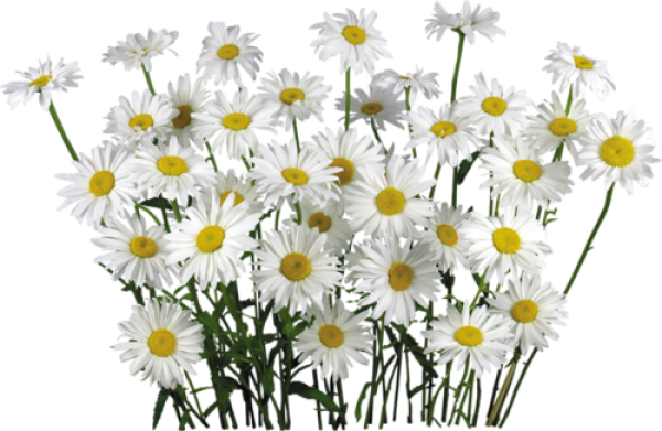 cammomile PNG free Image Download 1