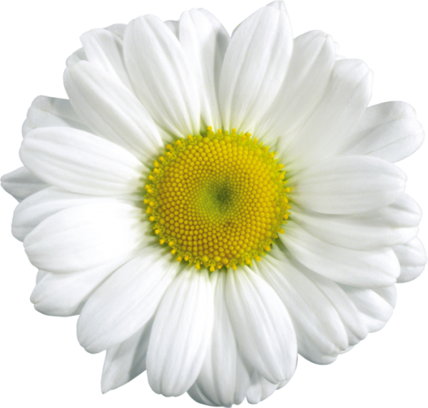 cammomile PNG free Image Download 10