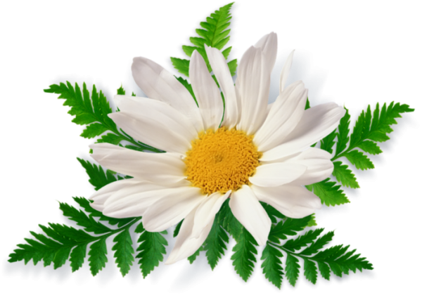 cammomile PNG free Image Download 11