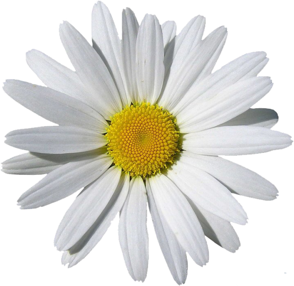 cammomile PNG free Image Download 12