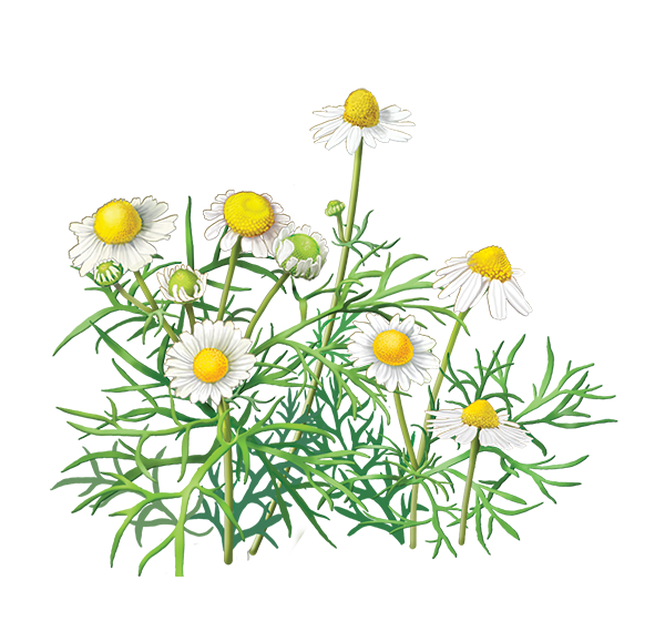 cammomile PNG free Image Download 13