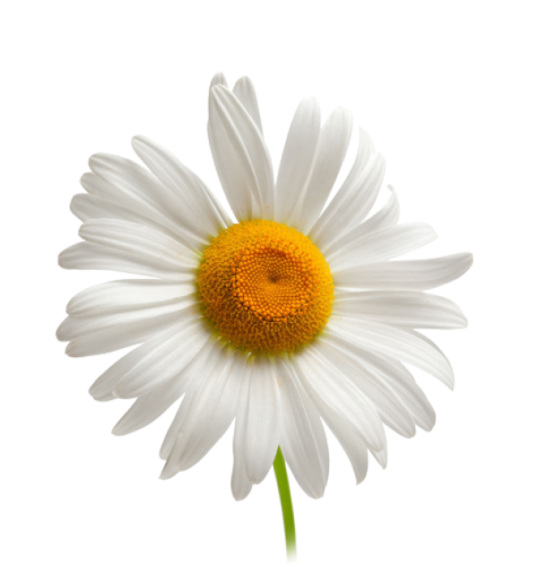 cammomile PNG free Image Download 14