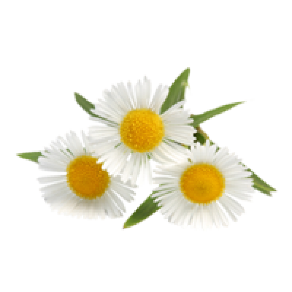 cammomile PNG free Image Download 15